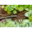 GARDENA 13215 Plug 4.6 mm (3/16") | End Cap for Micro-Drip Supply Pipe & Drip Line (LG1148)