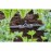 Gardena 13206-20 T-Joint for Spray nozzles 13mm LG1128