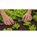 Gardena 13206-20 T-Joint for Spray nozzles 13mm LG1128