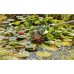 GARDENA 3230-20  Combisystem Pond Cleaner