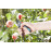 GARDENA 8904 Two step adjustable Bypass Pruners with safety lock